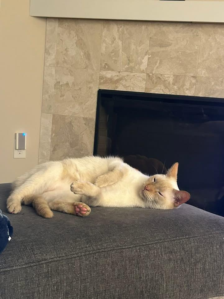 Enlarge Romeo Ask to Meet! In Foster!, a Adoptable Domestic Short Hair in Elyria, OH image 2/6