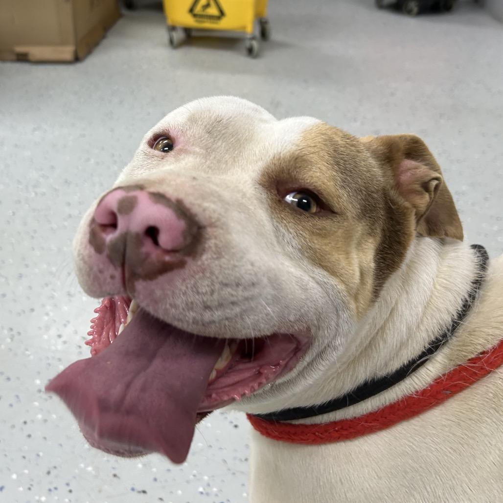 Enlarge Lil Homie, a Adoptable mixed breed in Marion, VA image 1/6