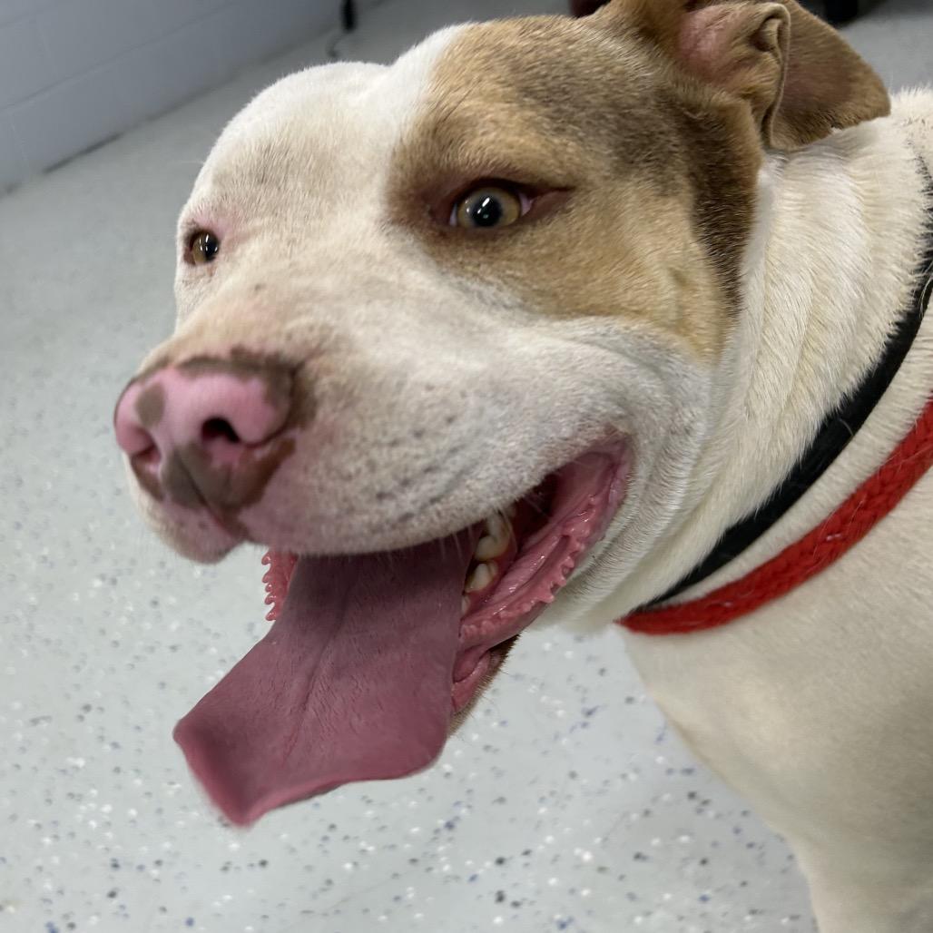 Enlarge Lil Homie, a Adoptable mixed breed in Marion, VA image 2/6