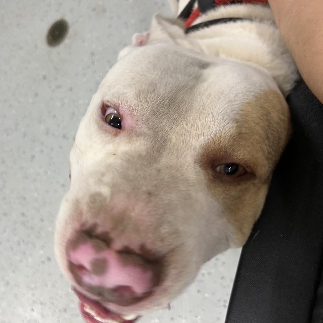 Enlarge Lil Homie, a Adoptable mixed breed in Marion, VA image 3/6