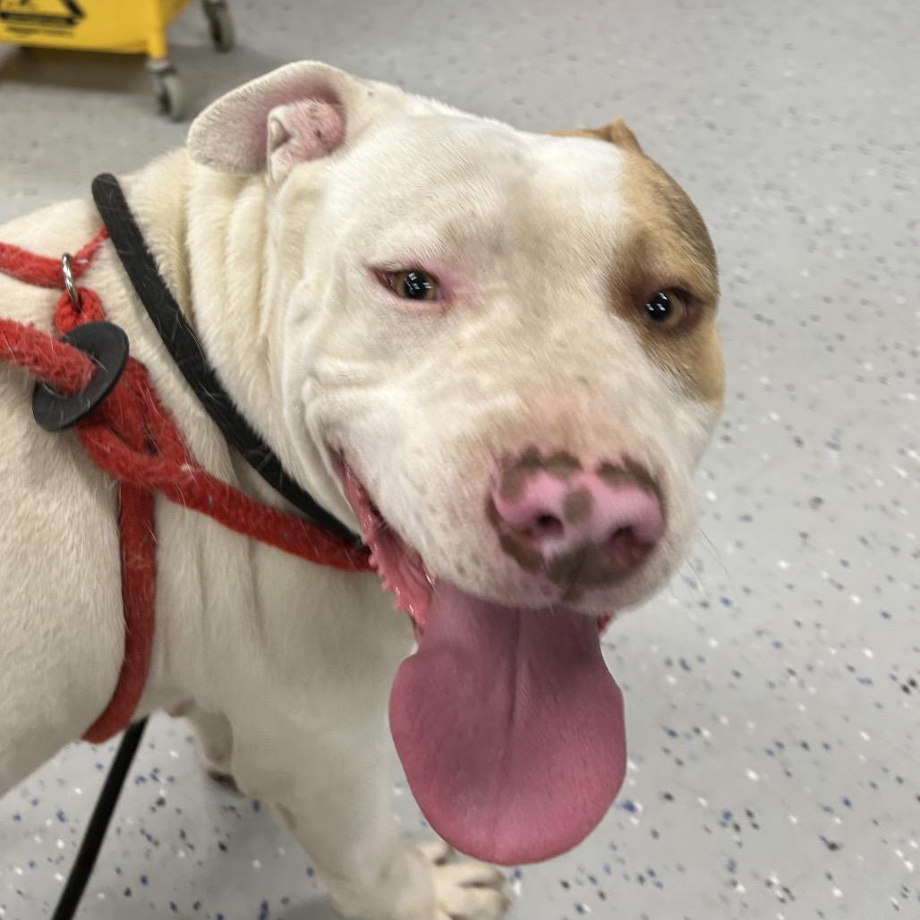 Enlarge Lil Homie, a Adoptable mixed breed in Marion, VA image 4/6