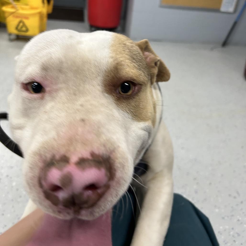 Enlarge Lil Homie, a Adoptable mixed breed in Marion, VA image 5/6