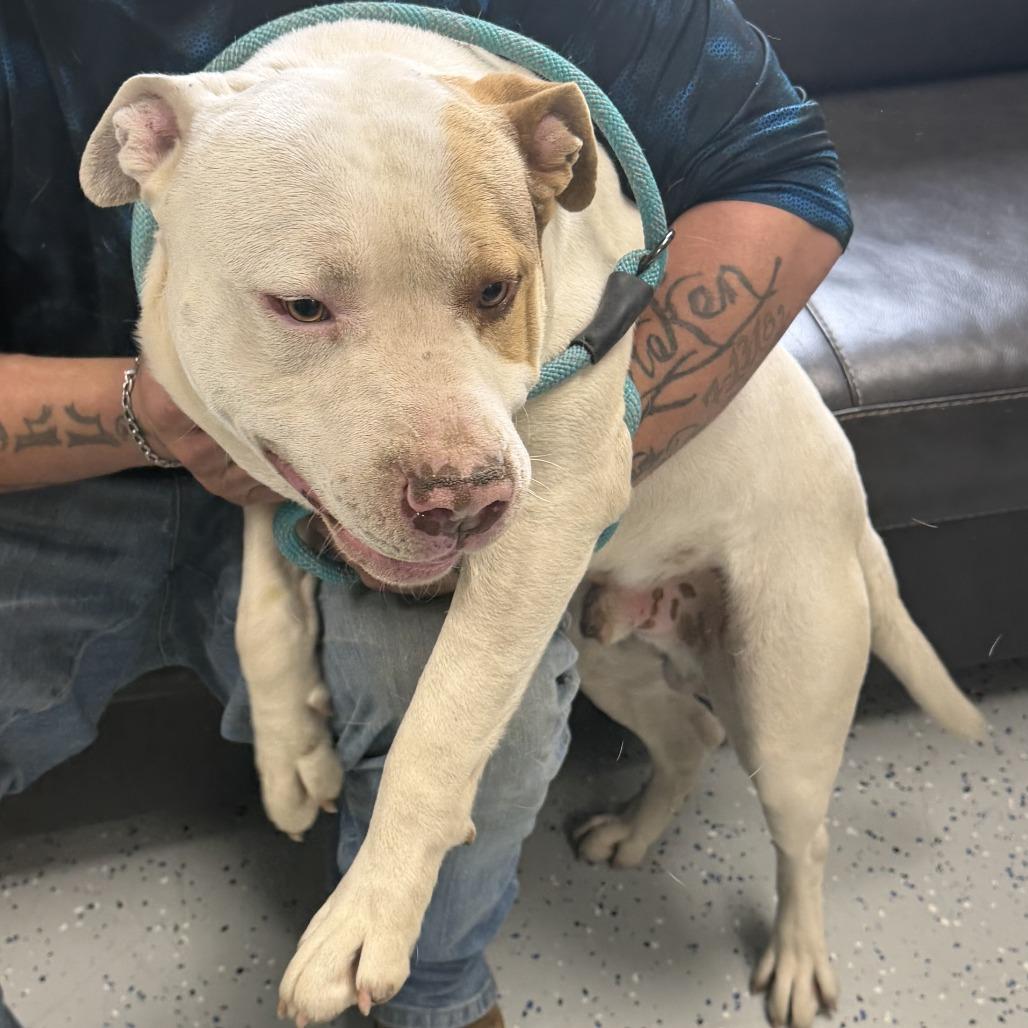 Enlarge Lil Homie, a Adoptable mixed breed in Marion, VA image 6/6