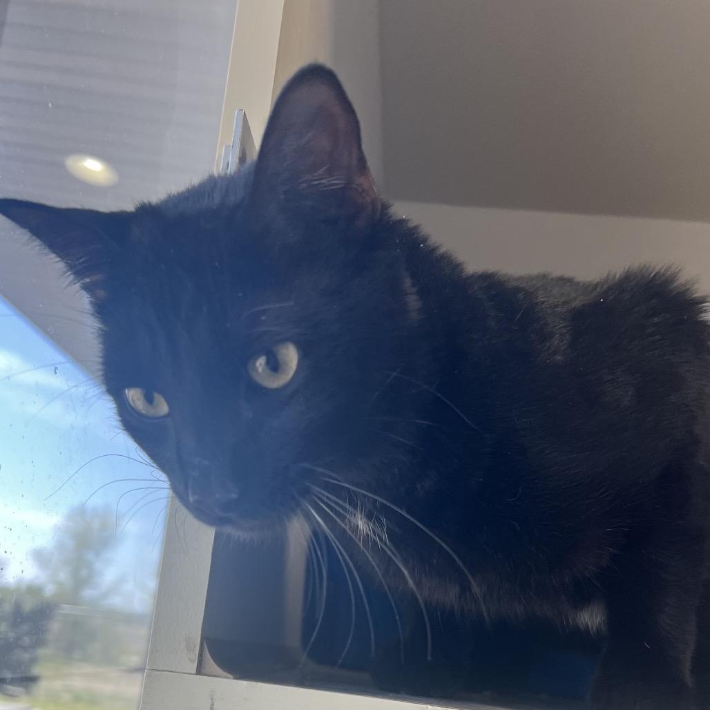 Bobert, ADOPTABLE, Adult Male Domestic Short Hair.