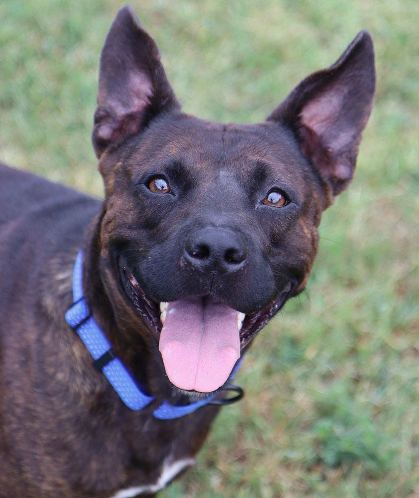 Davey (AO37225), adopted, Young Male Pit Bull Terrier.
