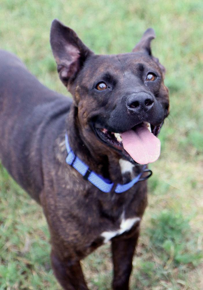 Davey (AO37225), an adopted mixed breed in Kansas City, KS image 2/6
