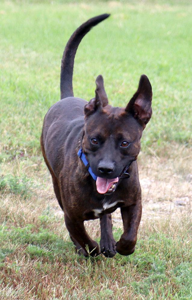 Davey (AO37225), an adopted mixed breed in Kansas City, KS image 3/6