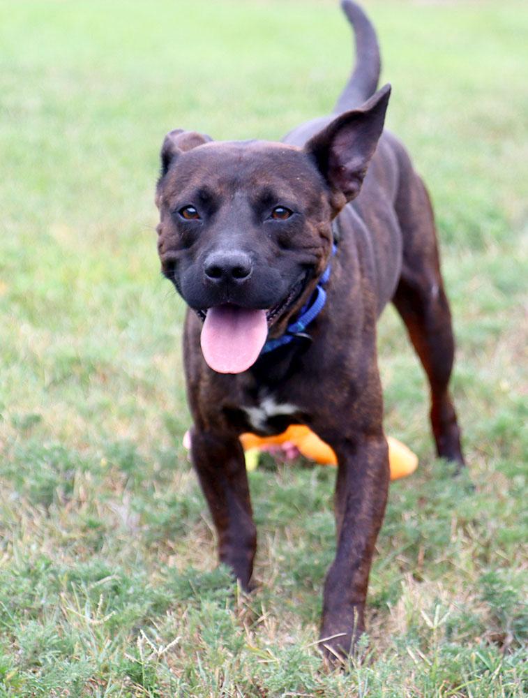 Davey (AO37225), an adopted mixed breed in Kansas City, KS image 6/6