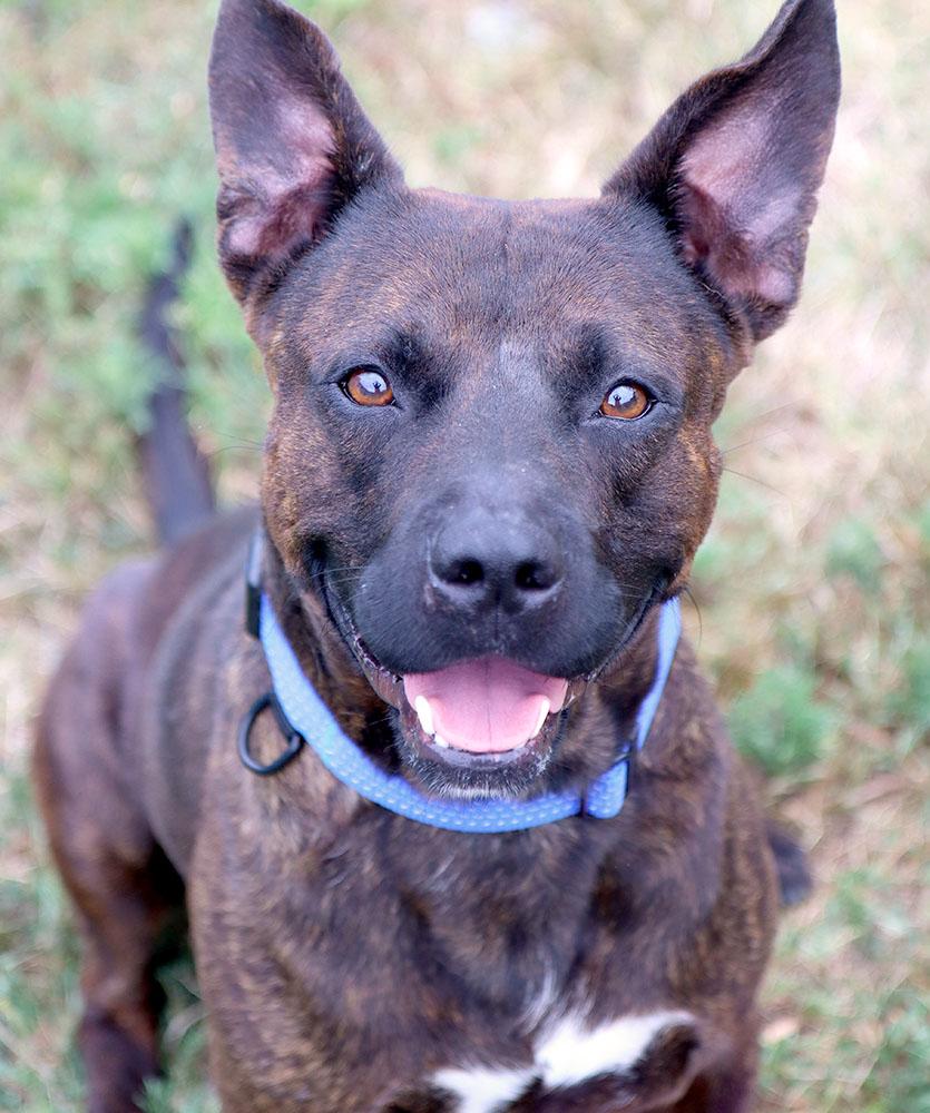 Davey (AO37225), an adopted mixed breed in Kansas City, KS image 5/6