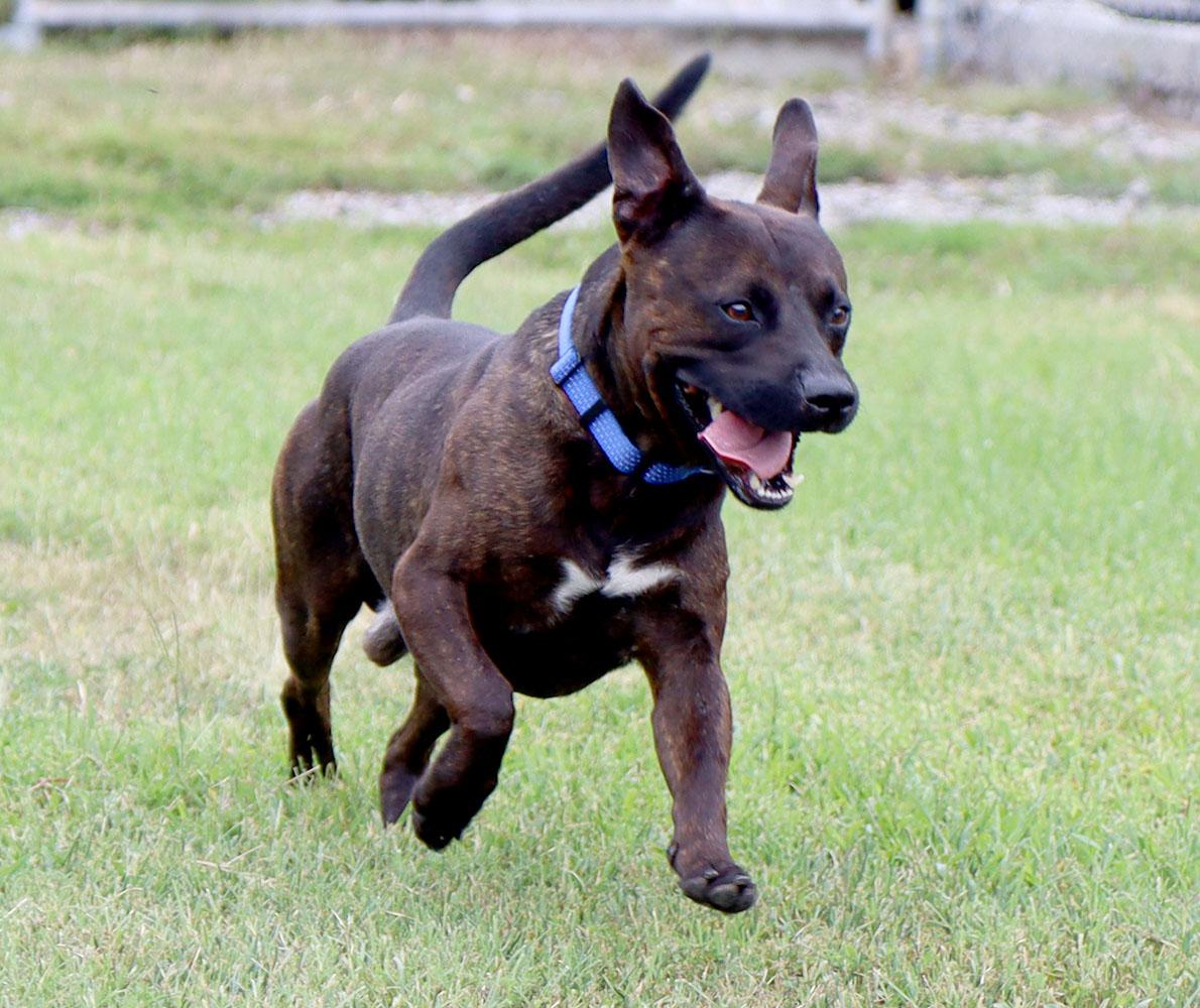 Davey (AO37225), an adopted mixed breed in Kansas City, KS image 4/6