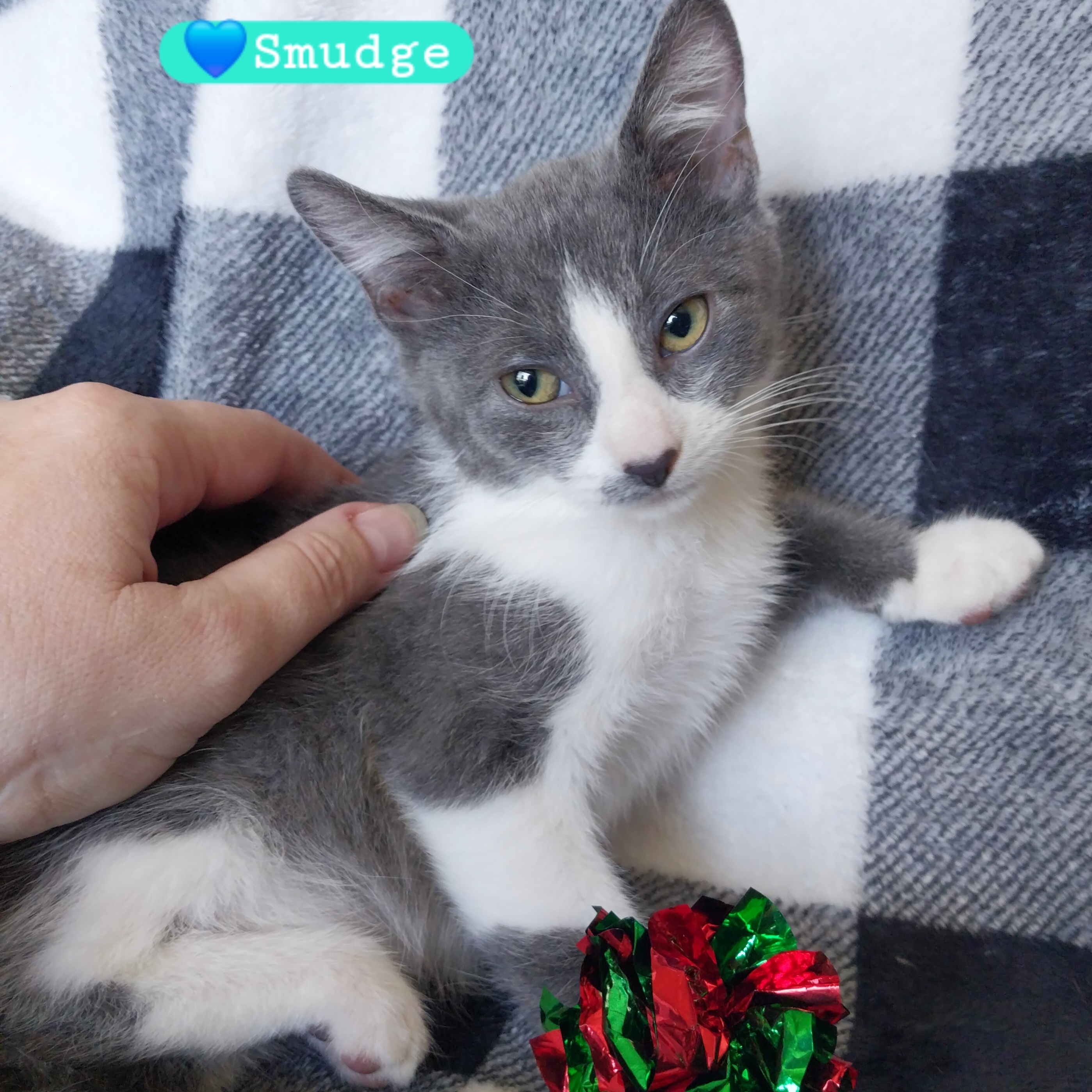 Cat for adoption Smudge, a Domestic Short Hair & Russian Blue