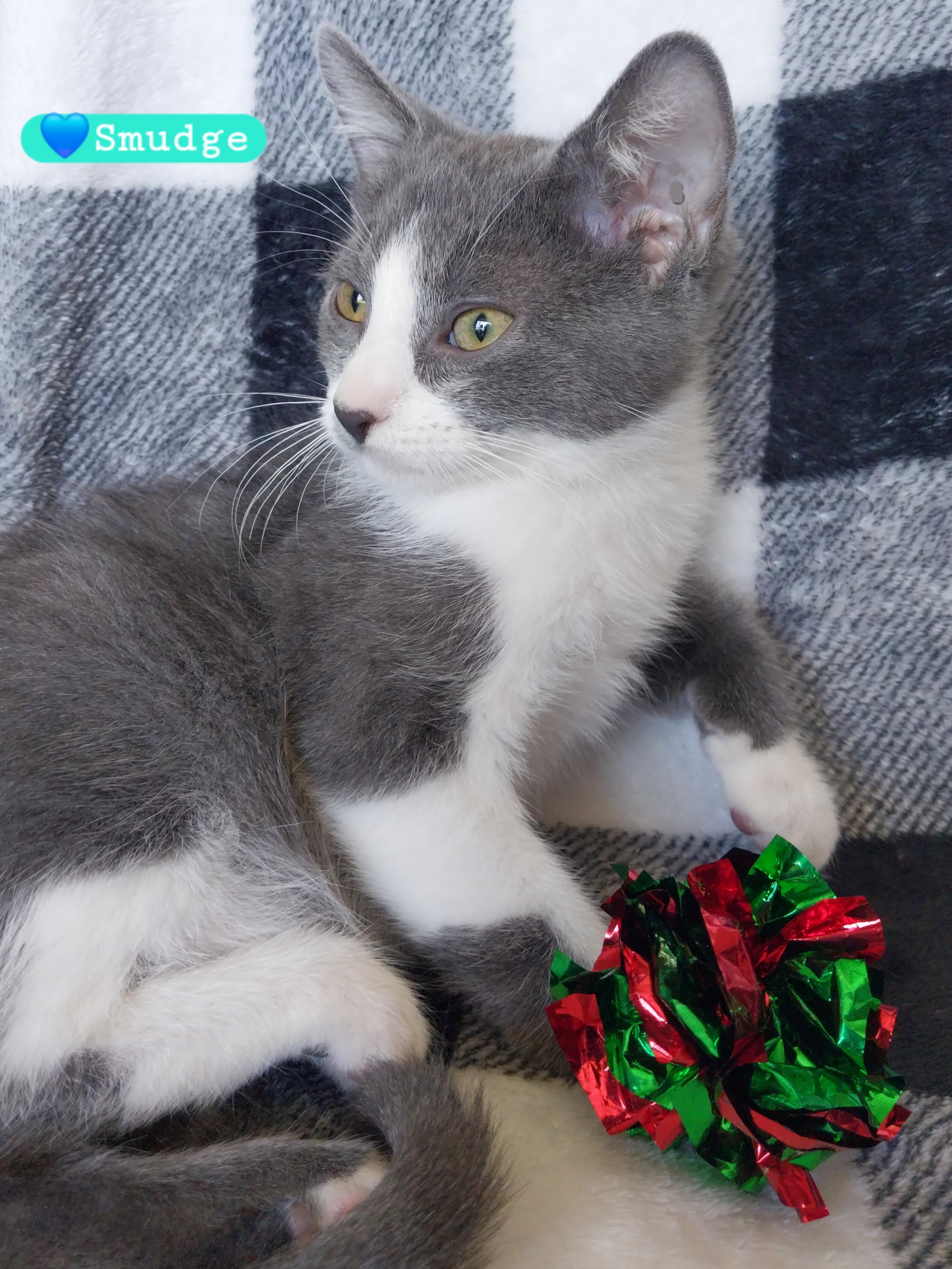 Cat for adoption Smudge, a Domestic Short Hair & Russian Blue