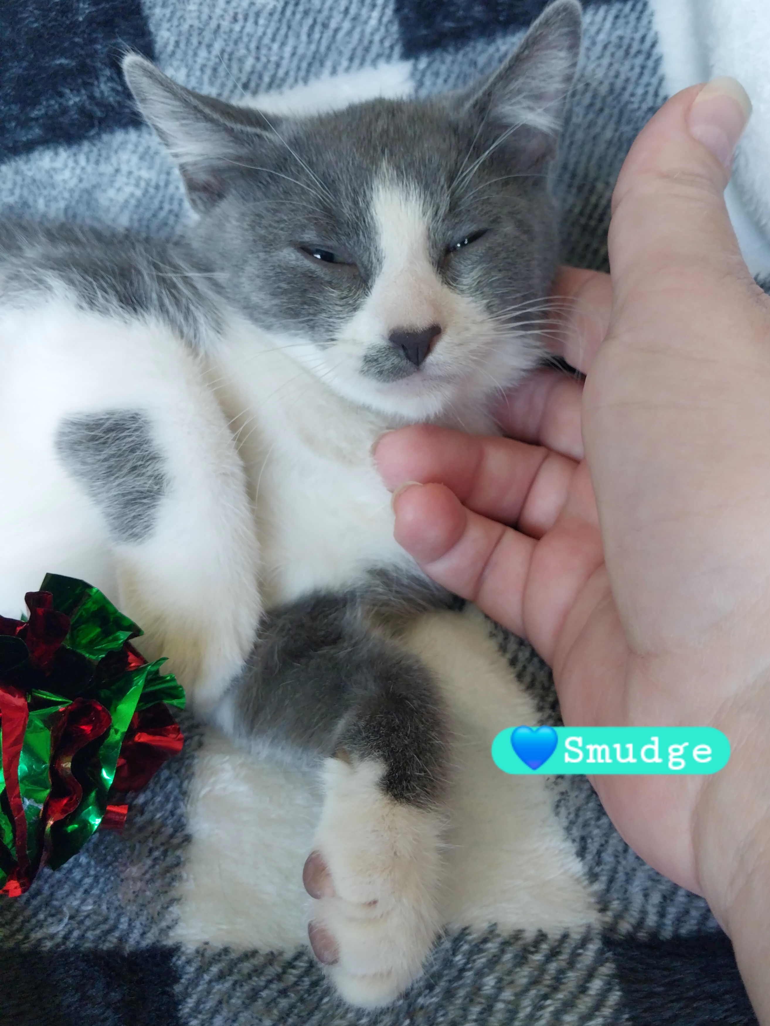 Cat for adoption Smudge, a Domestic Short Hair & Russian Blue