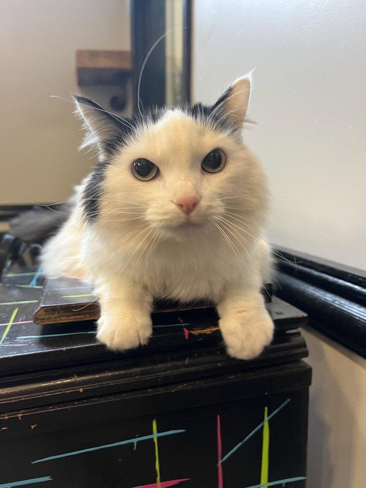 Sansa, Adoptable, Adult Female Domestic Long Hair.
