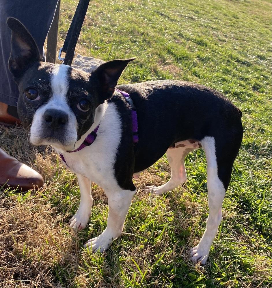 Glory Edim KY4806, Adoptable, Adult Female Boston Terrier.