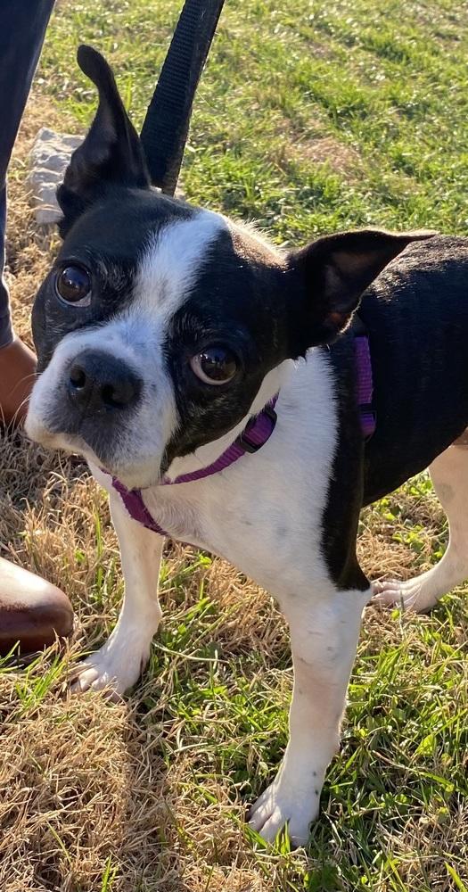 Enlarge Glory Edim KY4806, a Adoptable Boston Terrier in Maryville, TN image 2/6