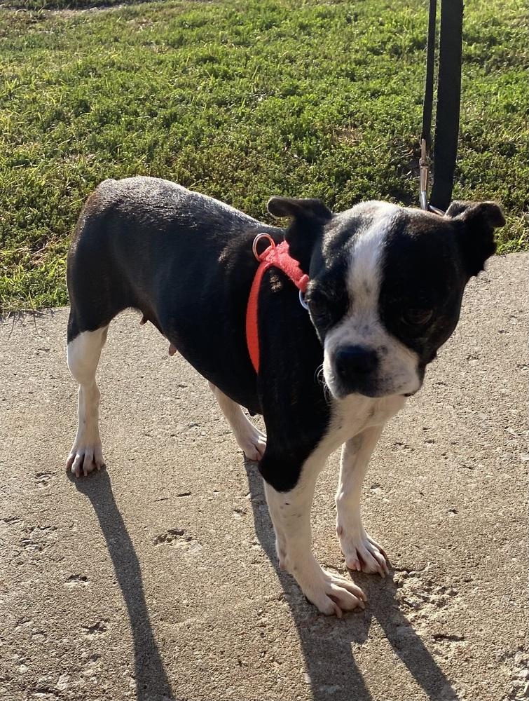 Glory Edim KY4806, a Adoptable Boston Terrier in Maryville, TN image 1/3