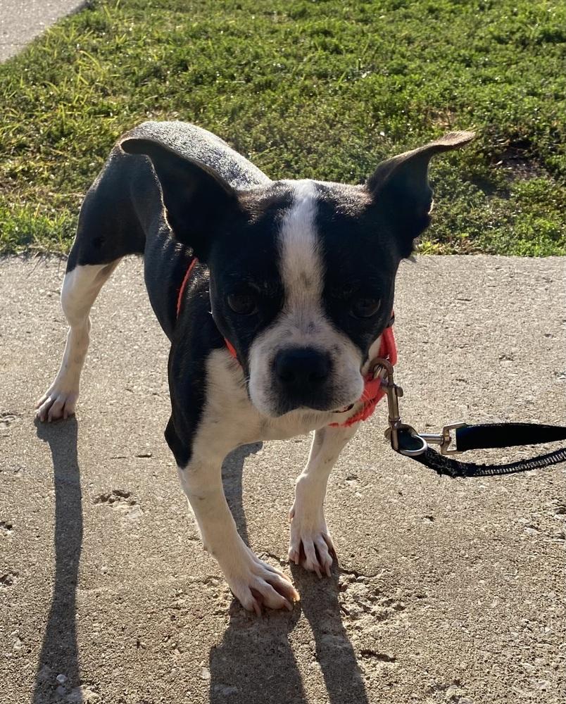 Glory Edim KY4806, a Adoptable Boston Terrier in Maryville, TN image 3/3