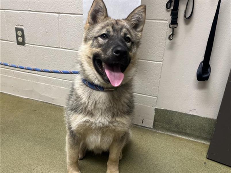 URGENT! HELP ME PLEASE! This DOG -ID#A542889