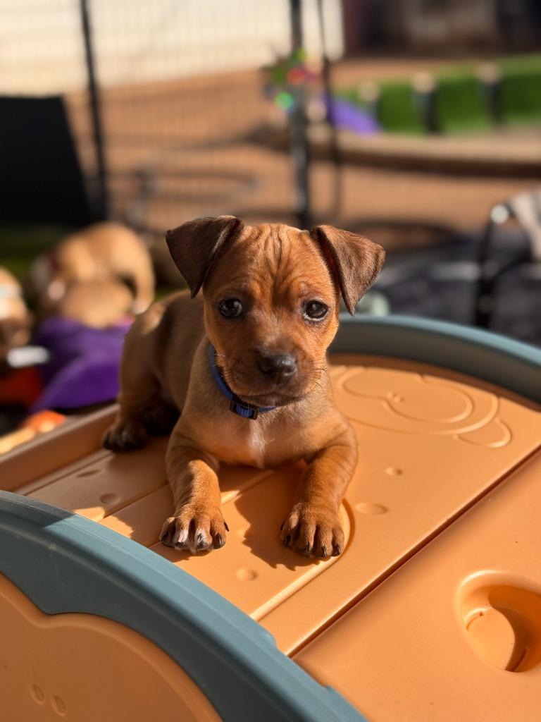 Enlarge Santa, a Adoptable mixed breed in Phoenix, AZ image 1/5