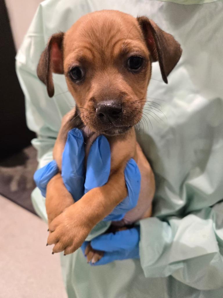 Enlarge Santa, a Adoptable mixed breed in Phoenix, AZ image 2/5