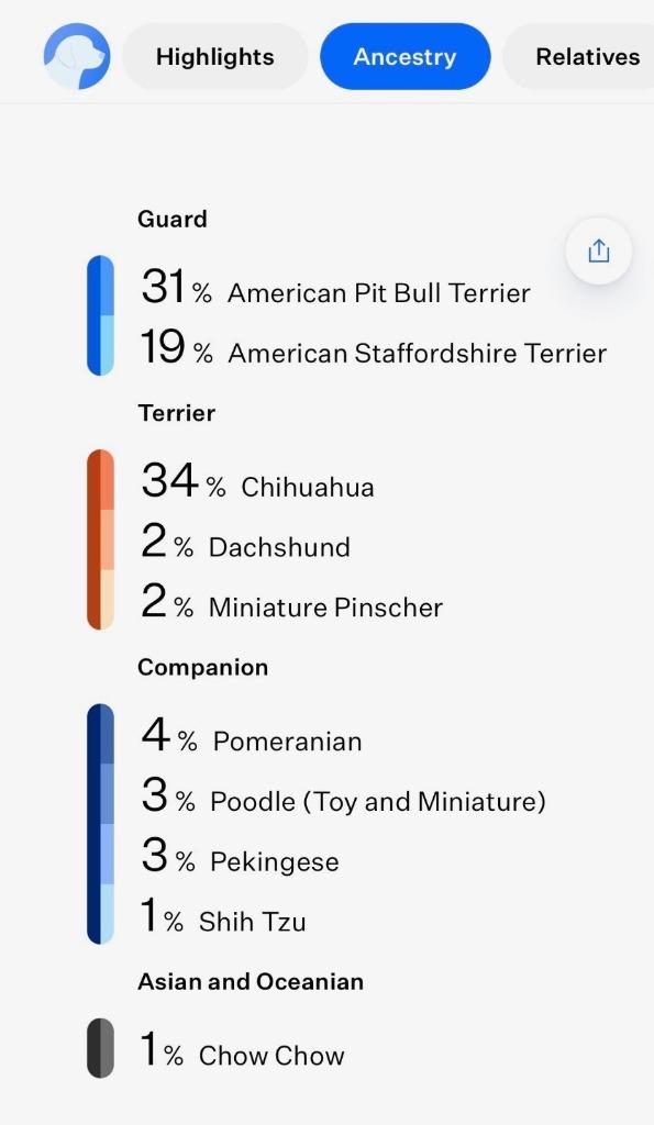 Enlarge Santa, a Adoptable mixed breed in Phoenix, AZ image 3/5