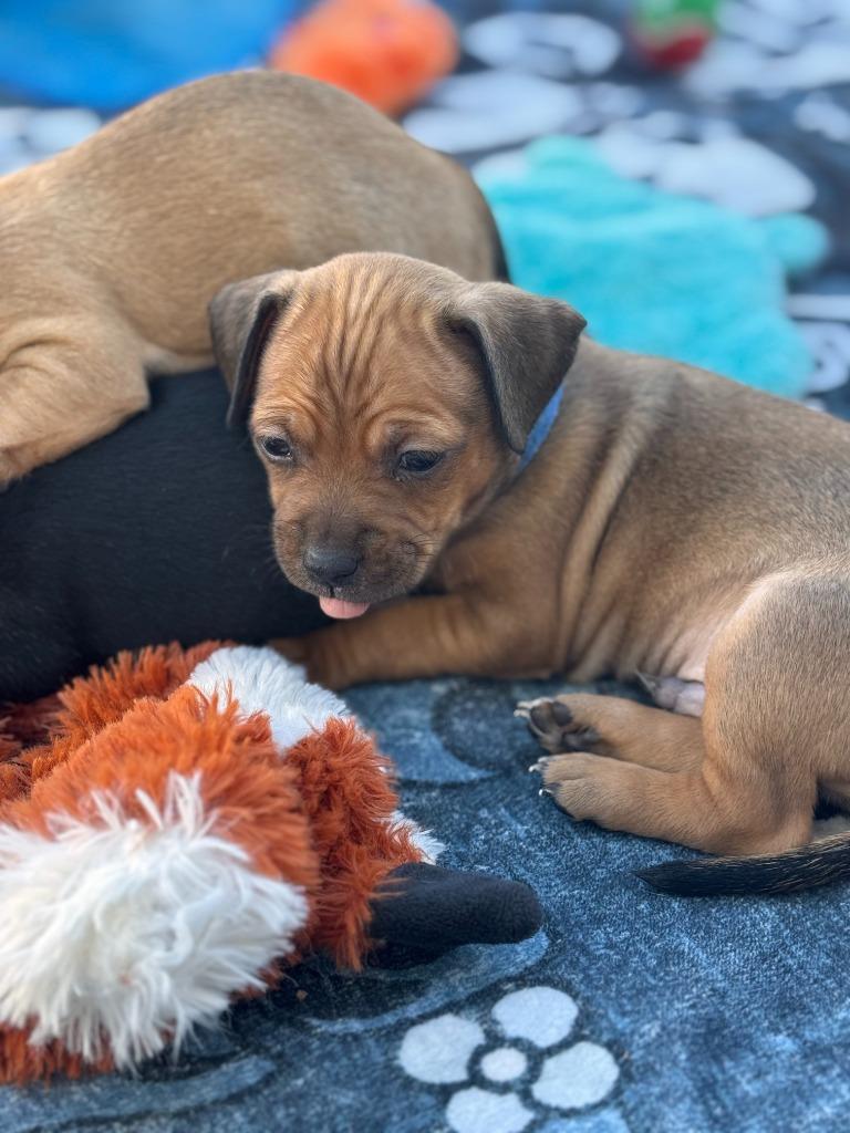 Enlarge Santa, a Adoptable mixed breed in Phoenix, AZ image 4/5