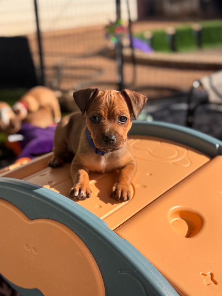 Enlarge Santa, a Adoptable mixed breed in Phoenix, AZ image 5/5