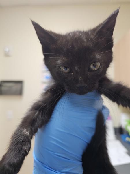 Mystique, Adoptable, Kitten Female Domestic Short Hair.
