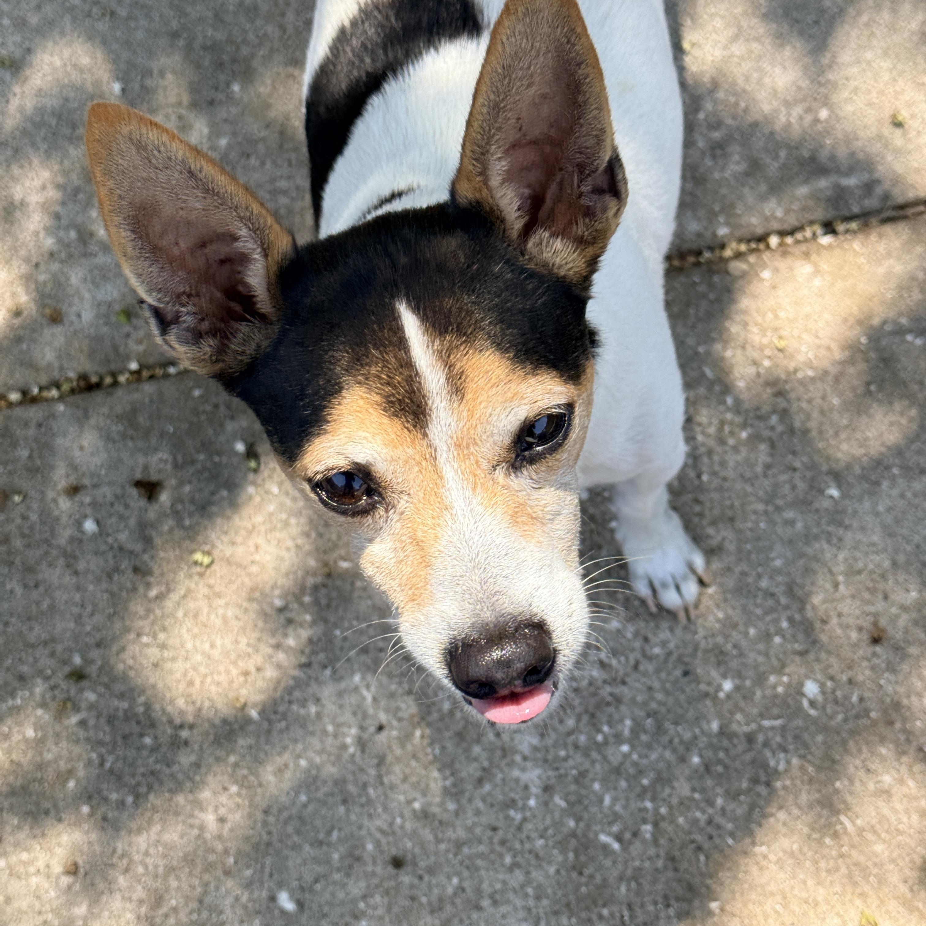 Enlarge Bunker, a Adoptable mixed breed in Bellingham, WA image 5/6