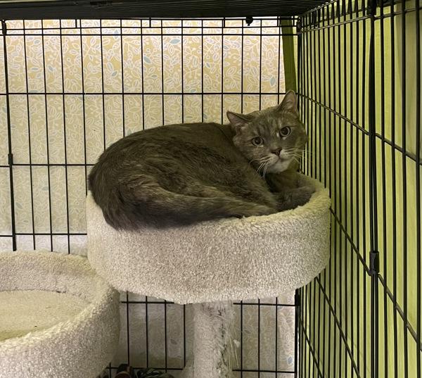 Pearl, Adoptable, Senior Female Domestic Short Hair.