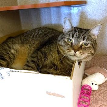 Weathers, Adoptable, Adult Female Domestic Short Hair & Domestic Short Hair.