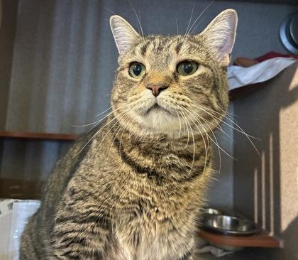 Weathers, Adoptable, Adult Female Domestic Short Hair & Domestic Short Hair.