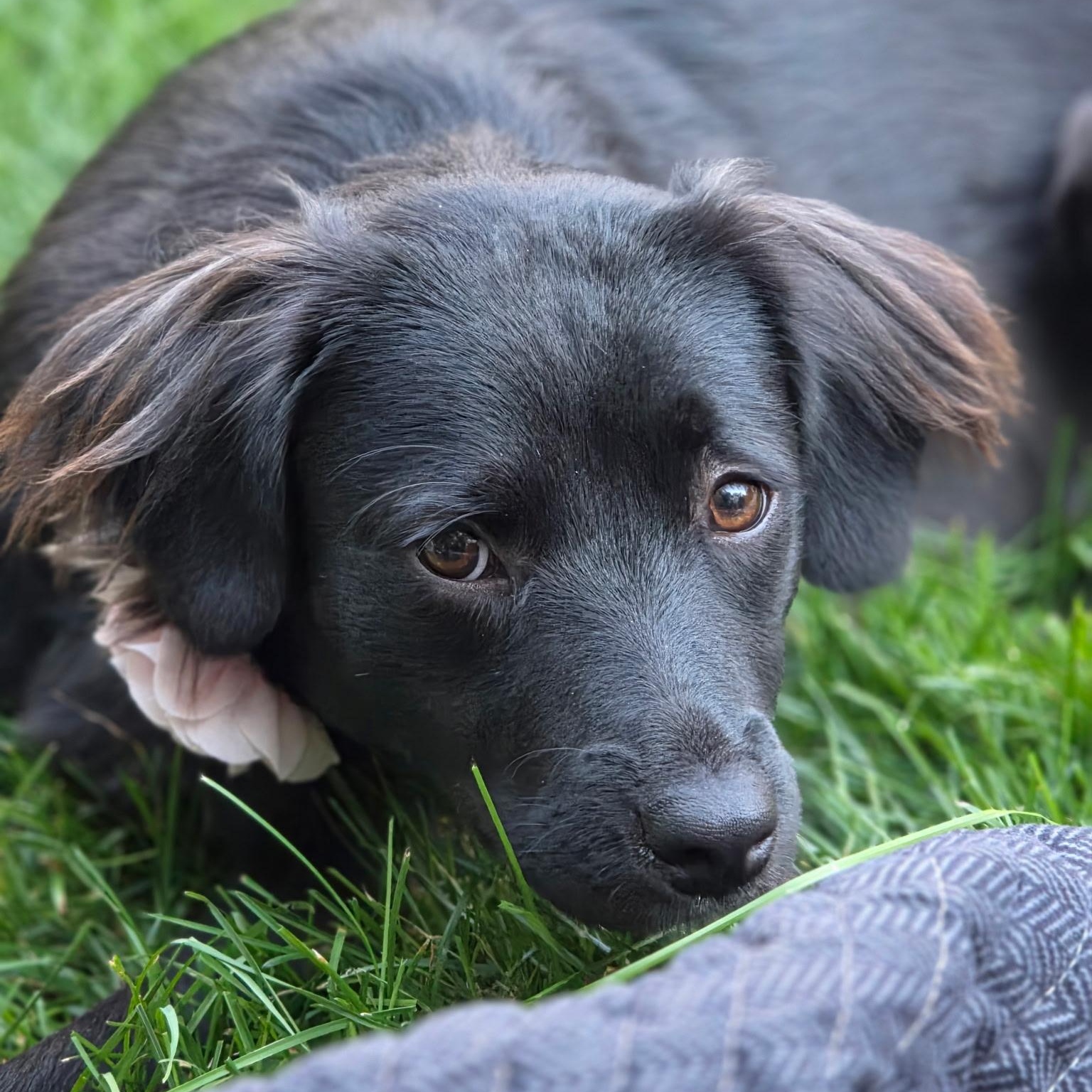 Enlarge MAXINE (in New Hampshire), a Adoptable mixed breed in New York, NY image 1/6