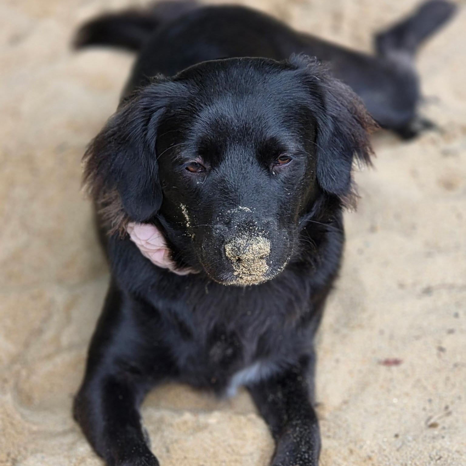 Enlarge MAXINE (in New Hampshire), a Adoptable mixed breed in New York, NY image 5/6