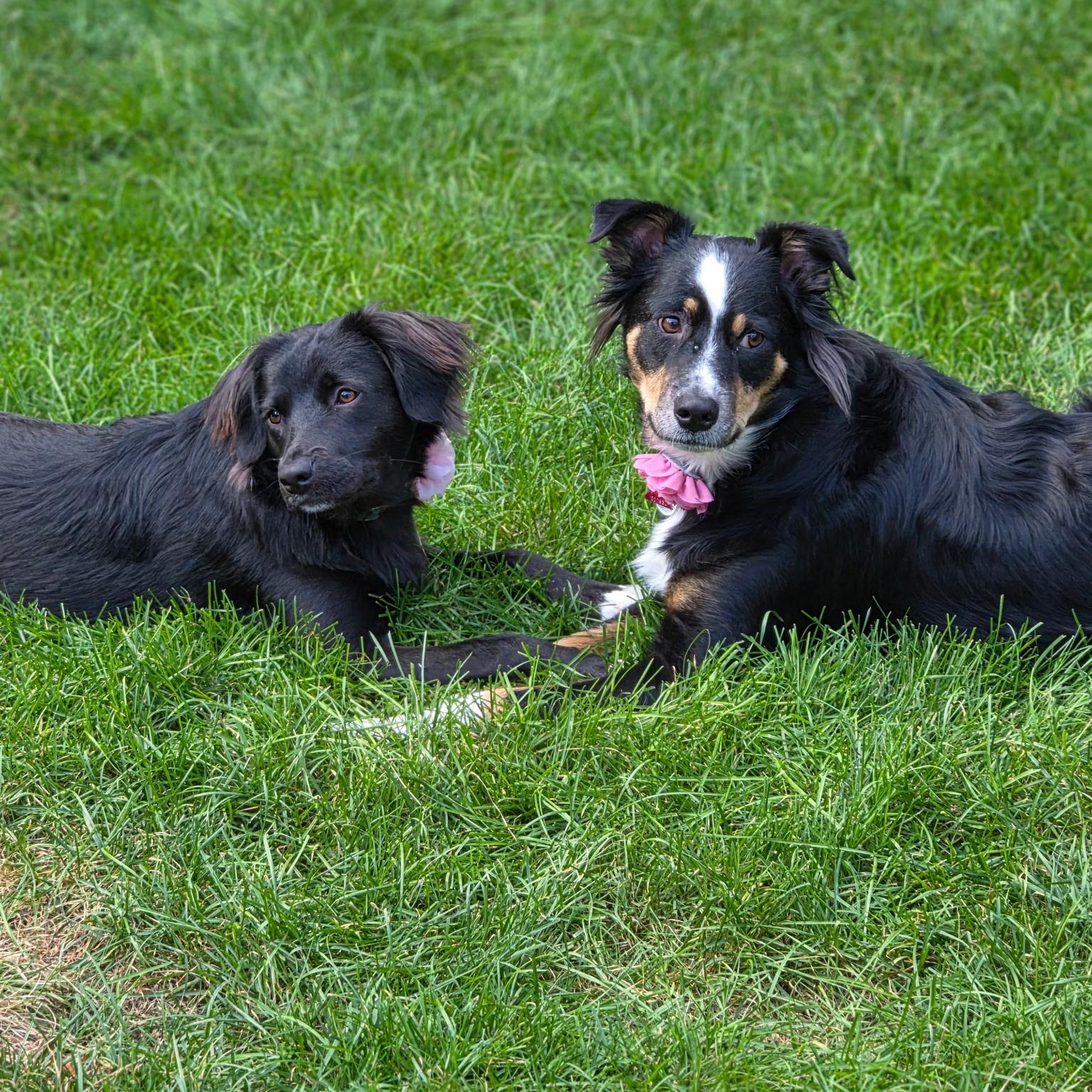 Enlarge MAXINE (in New Hampshire), a Adoptable mixed breed in New York, NY image 3/6