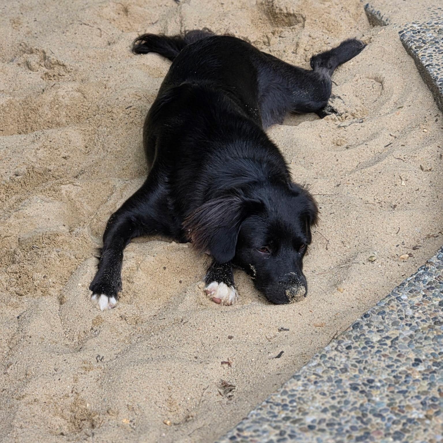 Enlarge MAXINE (in New Hampshire), a Adoptable mixed breed in New York, NY image 4/6