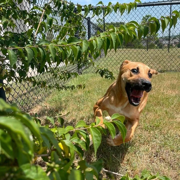 Lock, a Adoptable Shepherd in Springdale, AR image 2/6