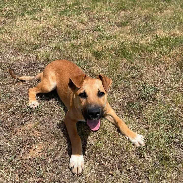 Lock, a Adoptable Shepherd in Springdale, AR image 3/6