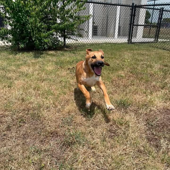 Lock, a Adoptable Shepherd in Springdale, AR image 4/6