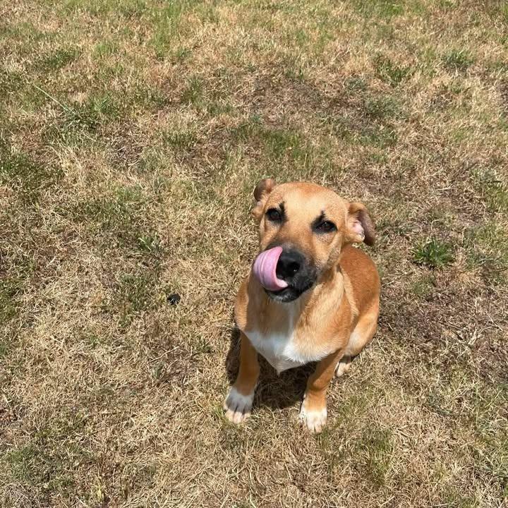 Lock, a Adoptable Shepherd in Springdale, AR image 5/6
