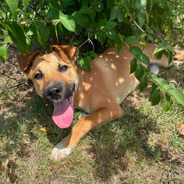 Lock, a Adoptable Shepherd in Springdale, AR image 6/6