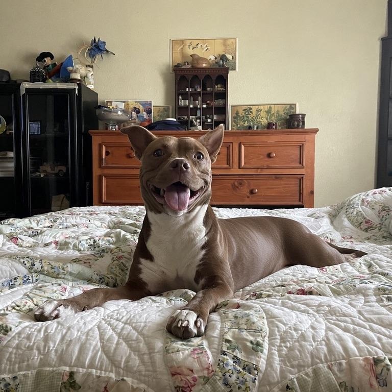Pancake, adoptable, Young Female Terrier.