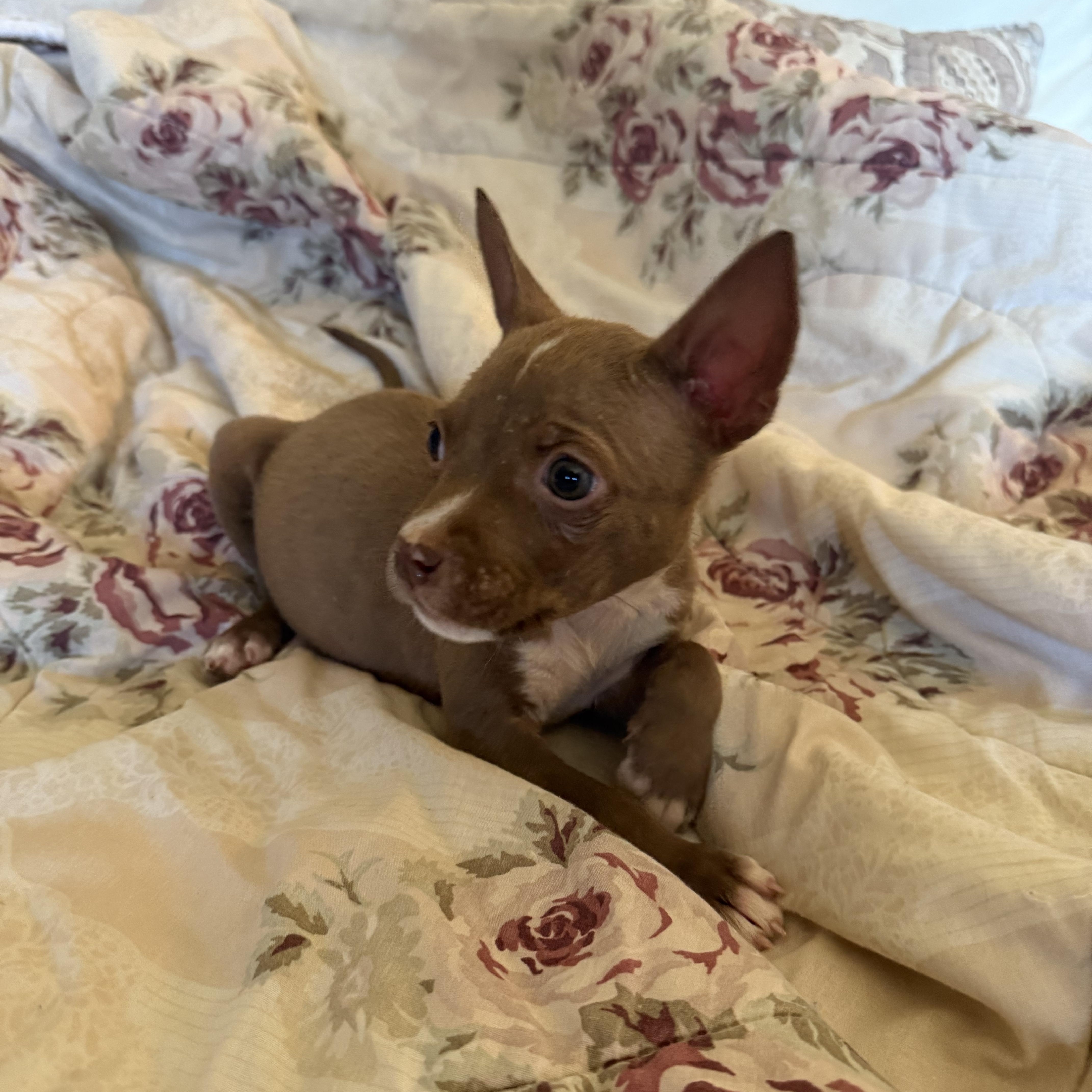 Pancake, Adopted, Puppy Female Terrier.