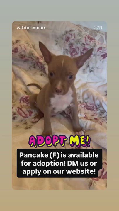 Enlarge Pancake, a Adopted mixed breed in Buena Park, CA video 2/2