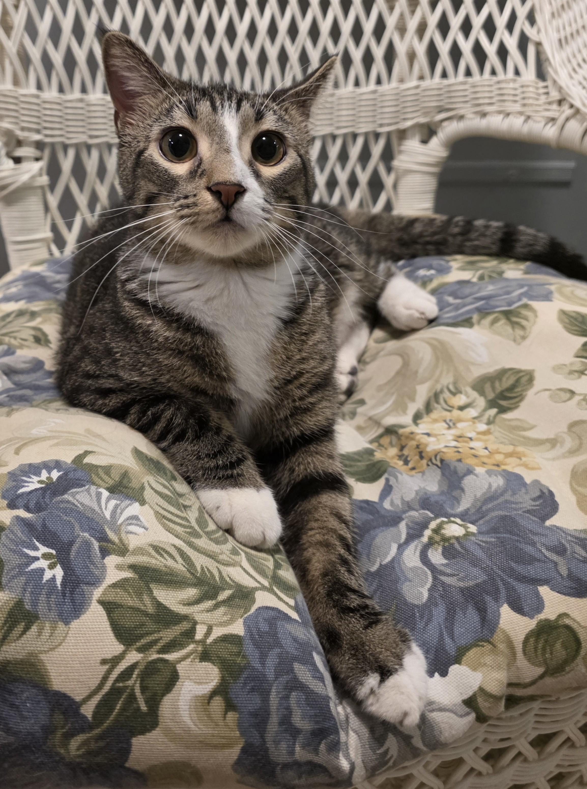 Gouda, ADOPTABLE, Young Female Domestic Short Hair.