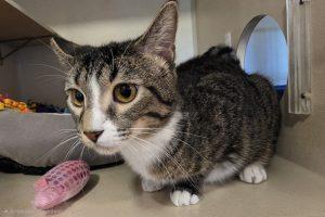 Gouda, ADOPTABLE, Young Female Domestic Short Hair.