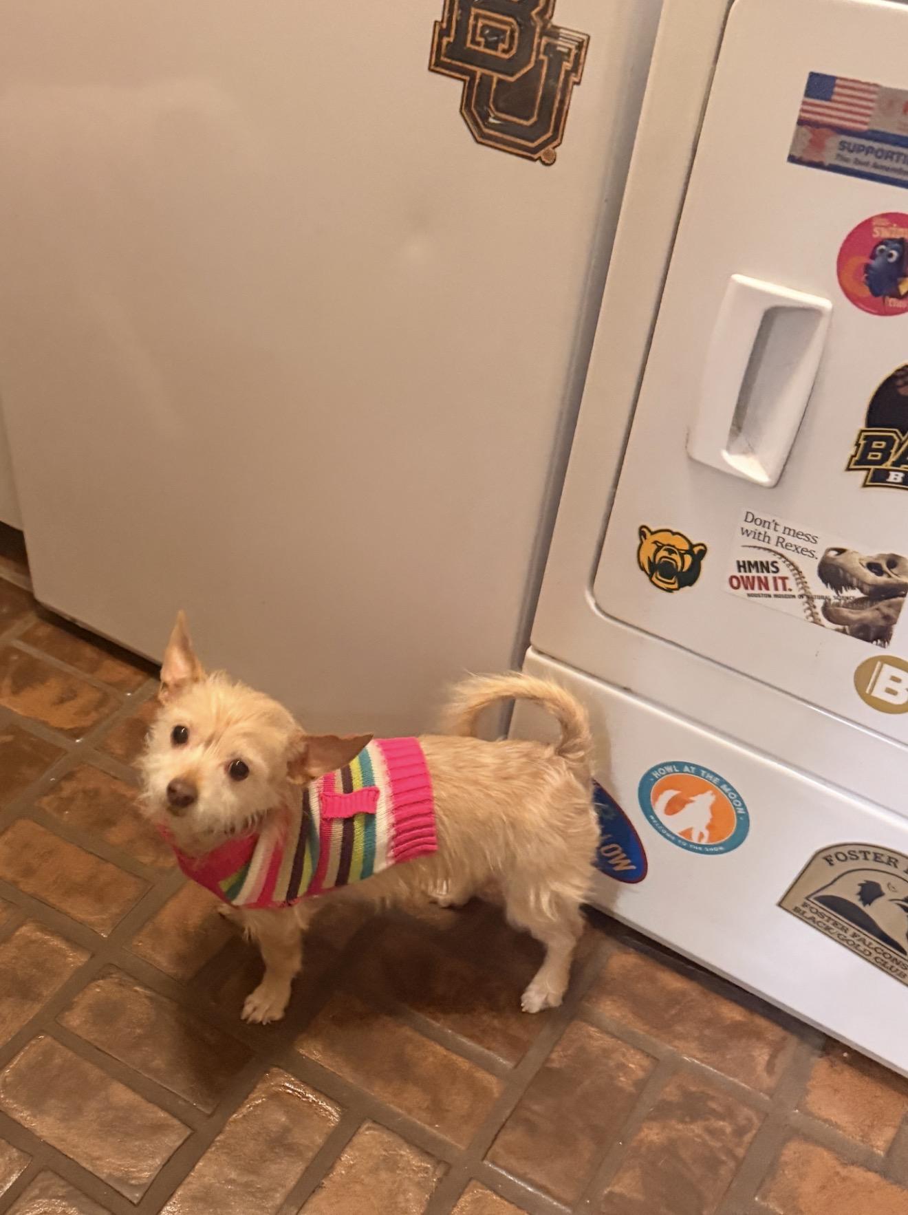 Enlarge Gidget, a Adopted Mixed Breed in Houston , TX image 4/6
