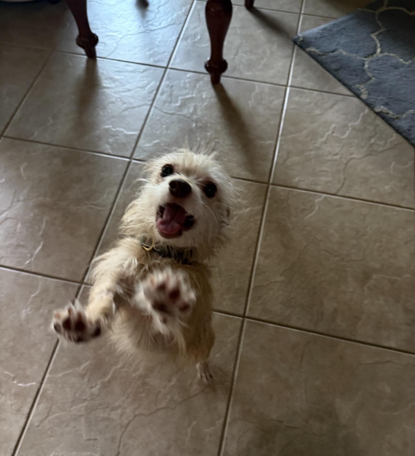 Enlarge Gidget, a Adopted Mixed Breed in Houston , TX image 6/6