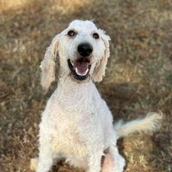 Joy, Adoptable, Young Female Poodle.